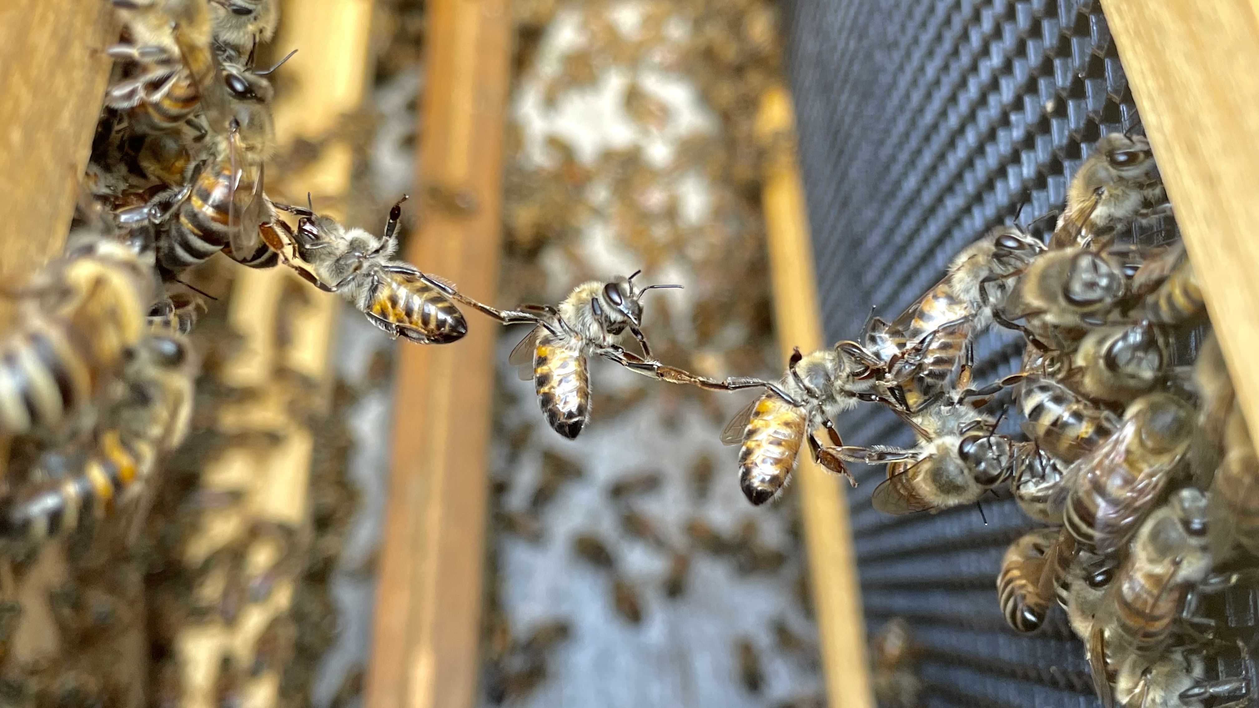 Honey bees gathered across natural comb