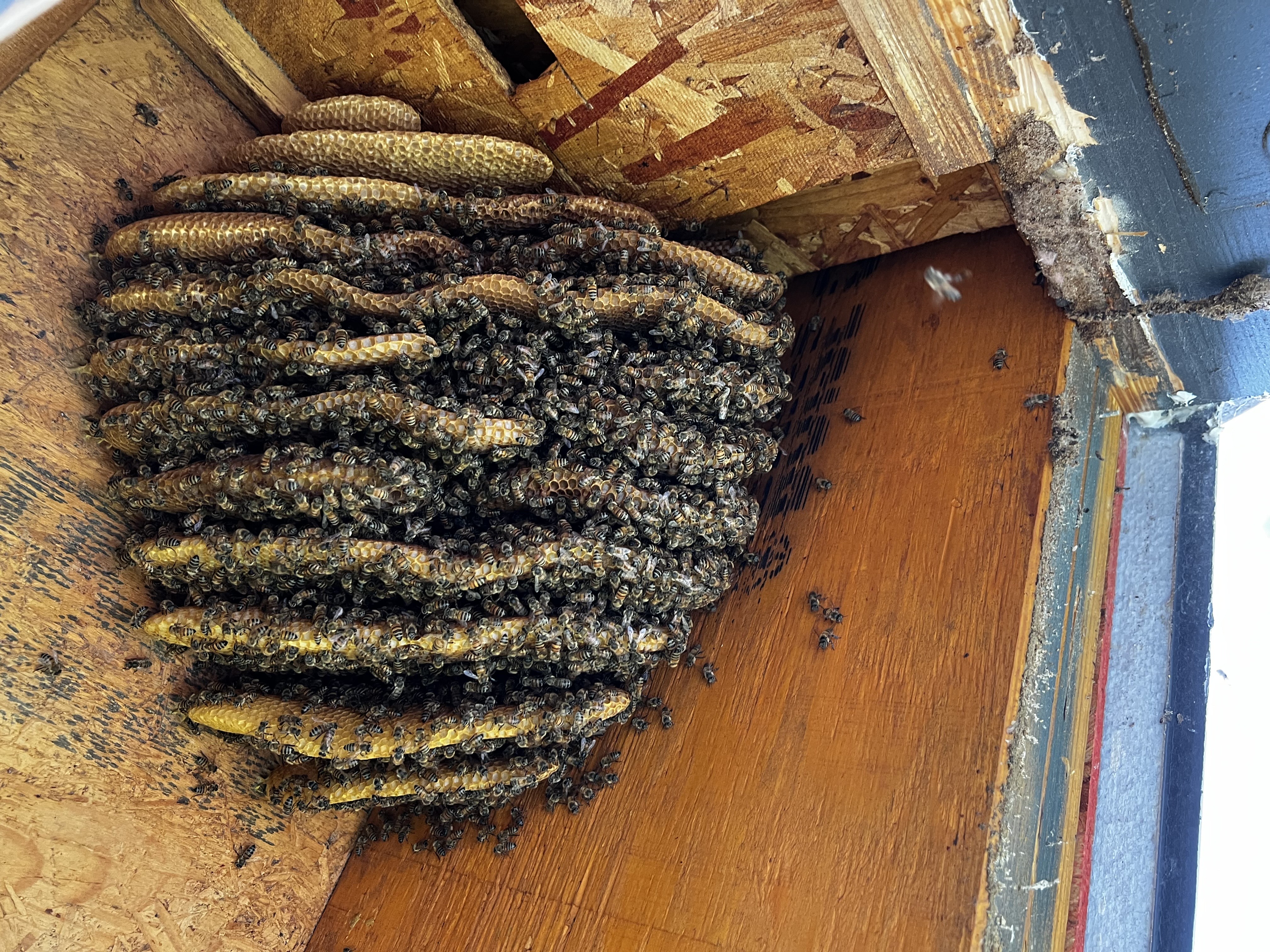 A honey-bee colony and comb exposed inside a structural cavity